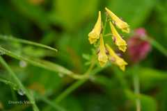 Corydalis filiformis